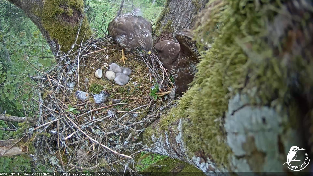 Melnās klijas (Milvus migrans) Kurzemē_ peļu klijāni (Buteo buteo) 13-19-18 screenshot