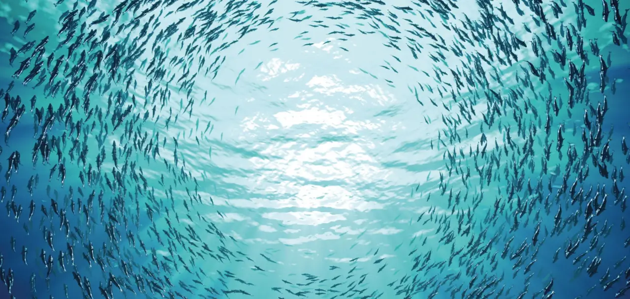 Ocean