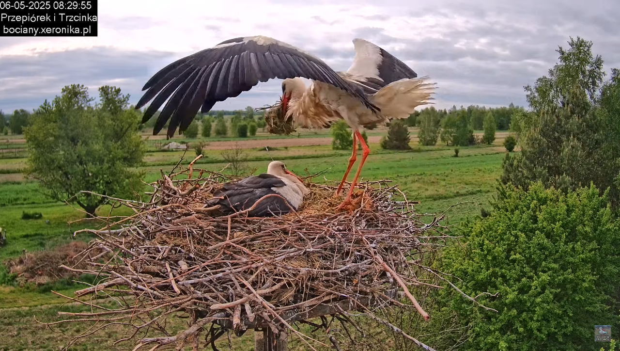 06052025bociany14