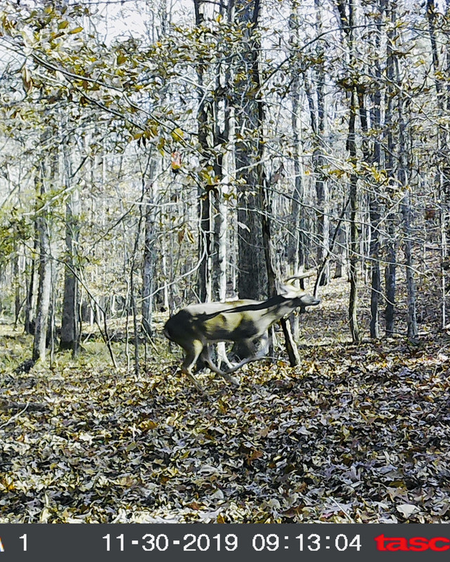 Hunting Talladega National Forest