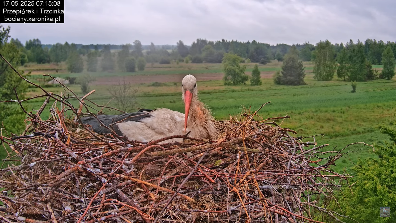 17052025bociany7