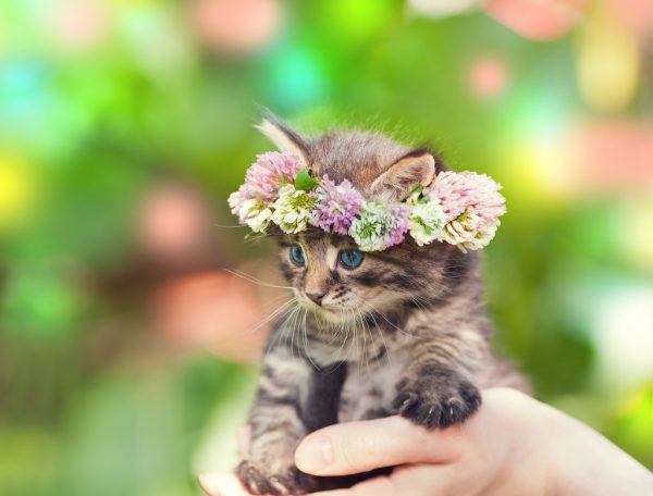 flower-crown-kittens-cats-pics-images-photos-pictures-bajiroo-2