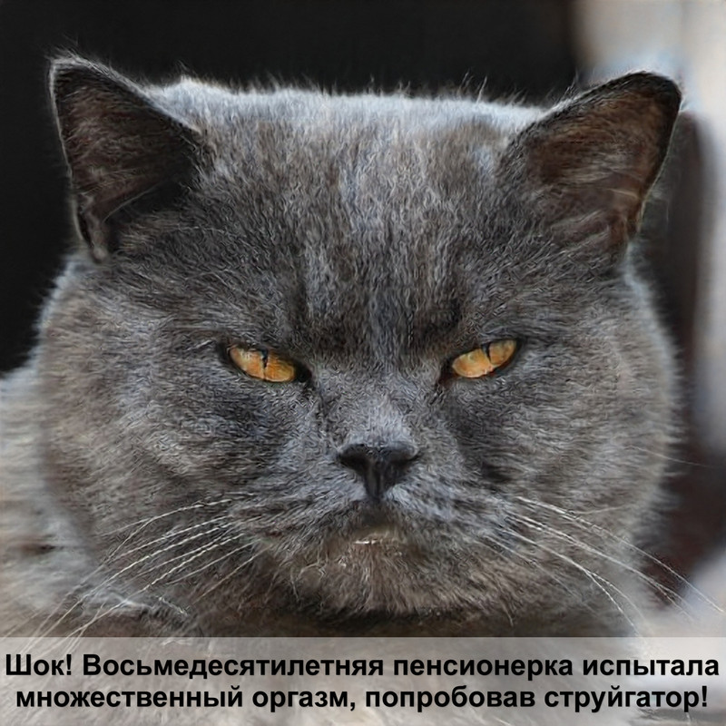 иксодовые клещи у кошек