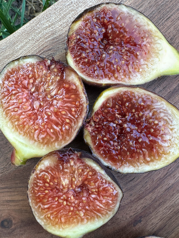 figs-58.jpg