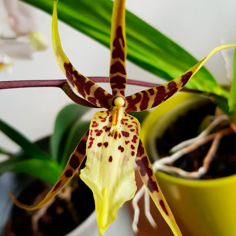 Орхидея брассия виды и особенности ухода