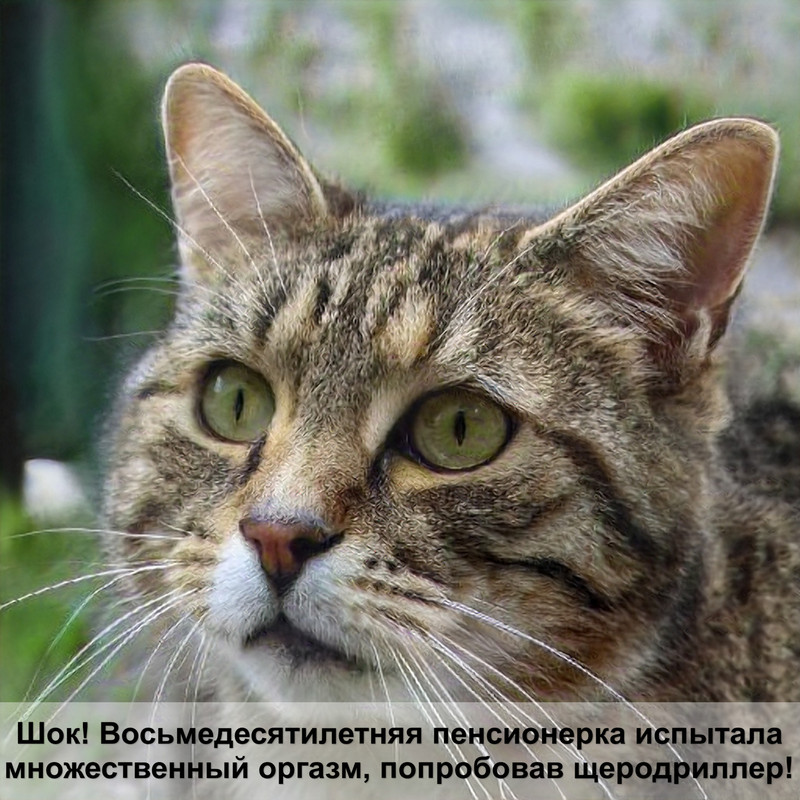 вислоухая кошка лысая