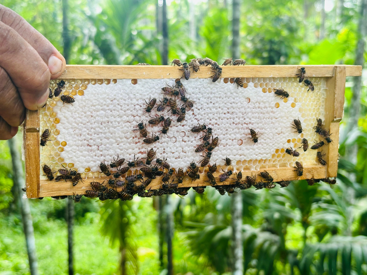 Kaduthota Organic Farm