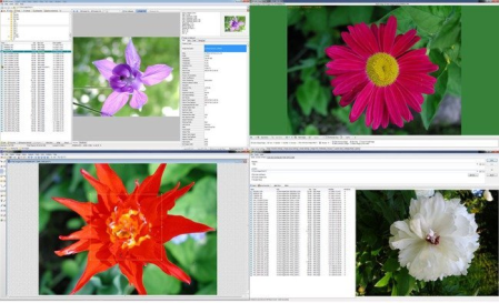 WildBit Viewer 6.6