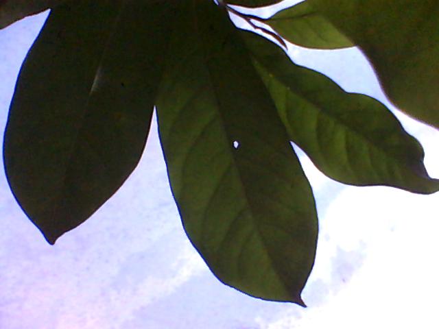 guanabana-2014-06-06-180502