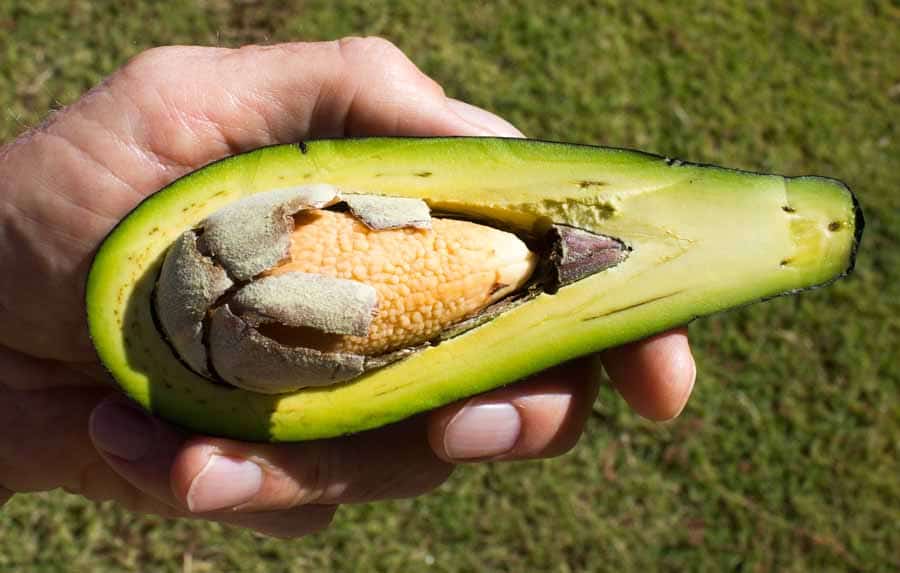 Wilma Avocado, showing seed coat rdc
