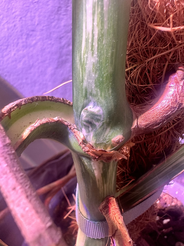 D4DA6515-989F-4E87-9022-59F51B7F75B9