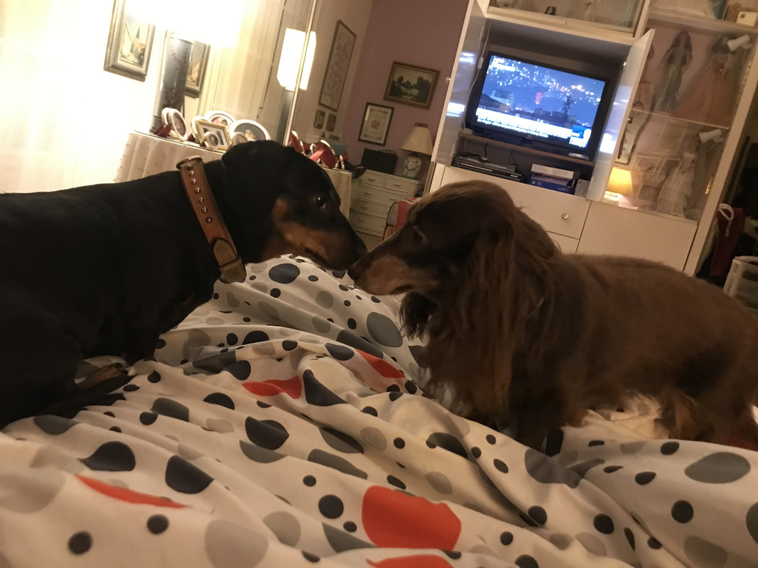 [Image: 22-AA0673-017-E-42-CD-A00-B-7-CF98-AC1-EF55.jpg]