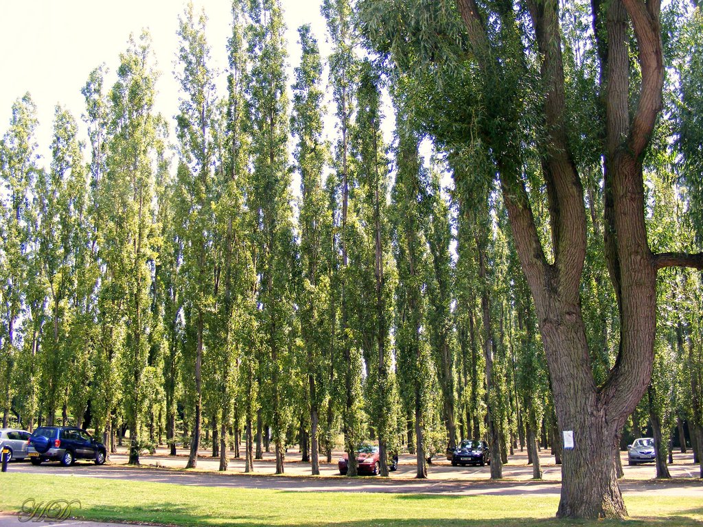 Park-trees-cars-WG-HD.jpg