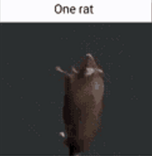 rat