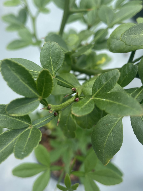 D89014BE-325F-40AC-ACBF-ABC15408A834