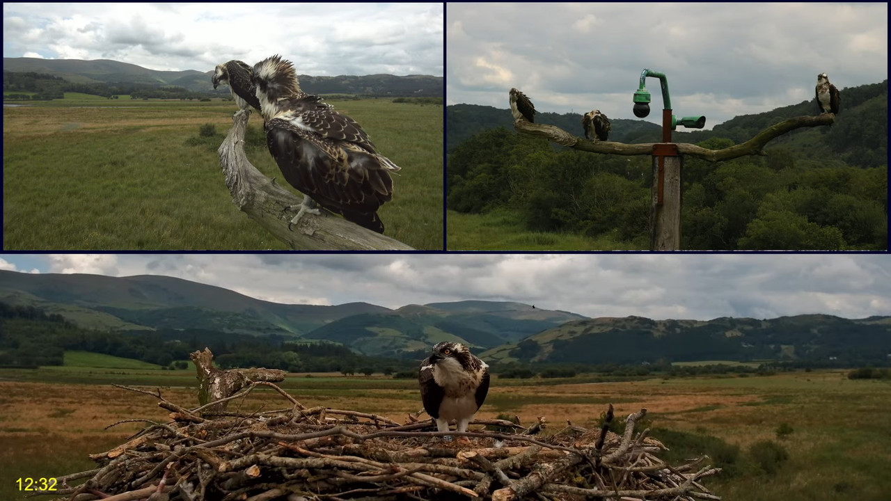 🦅 Dyfi Osprey Project (WALES)_ LIVE STREAMING 2024 in 4K 🦅 5-21-49 screenshot