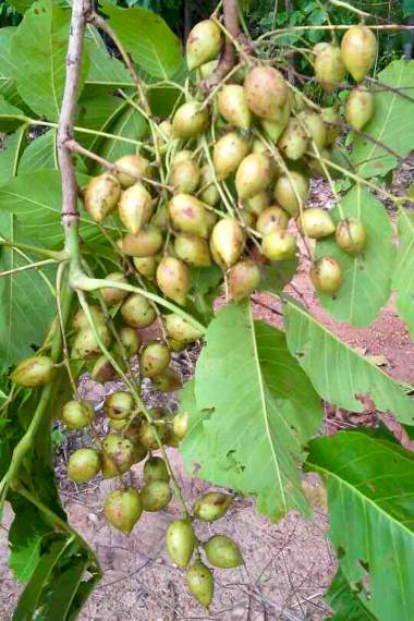 schleichera-oleosa-380x760 (1)