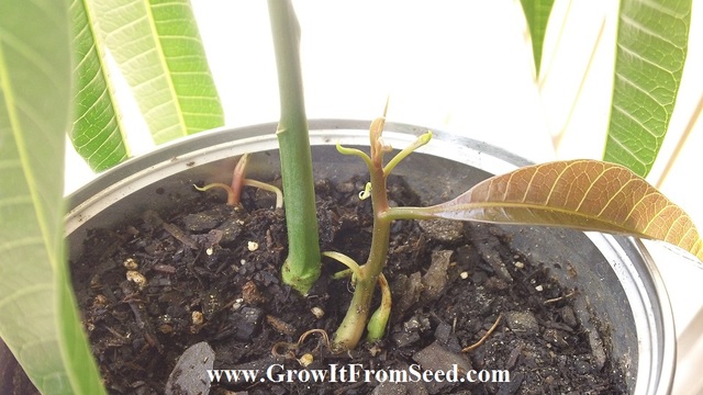 Quadruplets!  10-4 w Tag