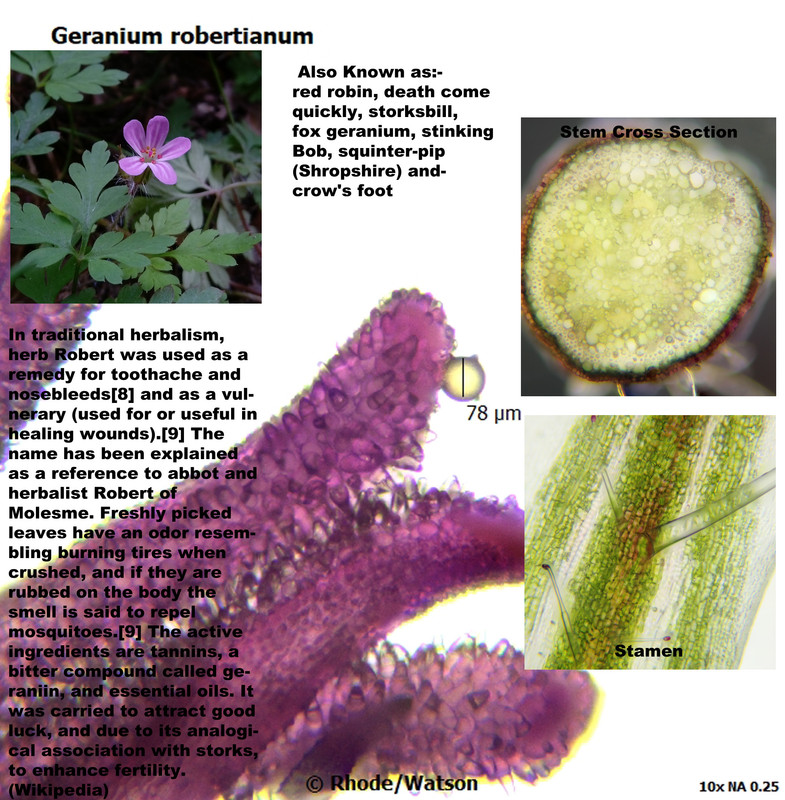 Geranium robertianum final10X