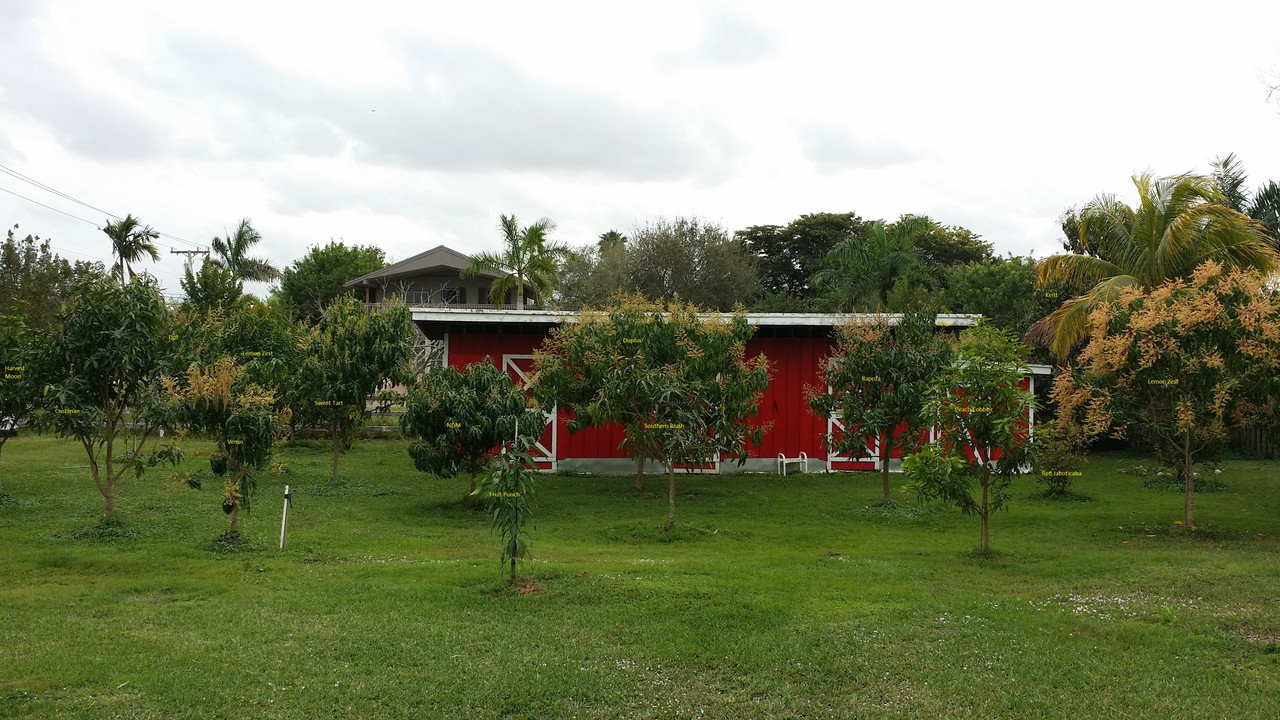 Mango Flowering
