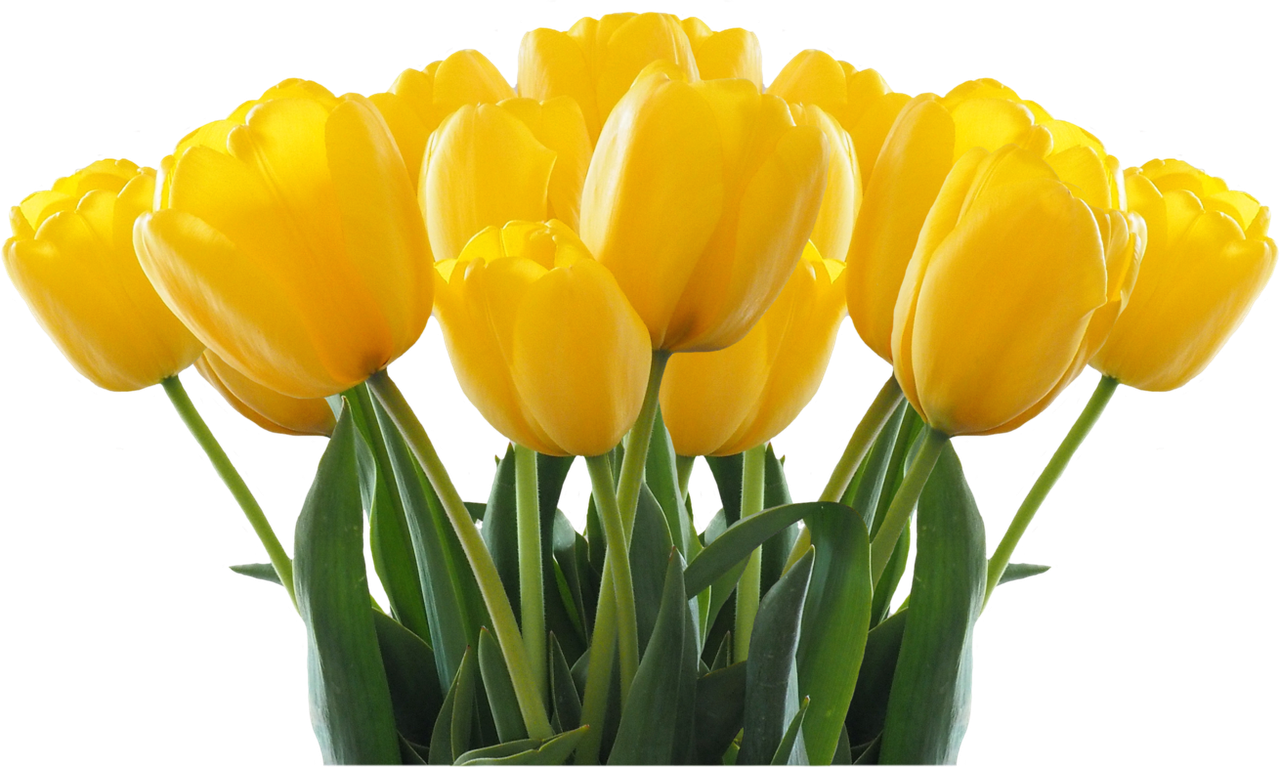 yellowtulips.png