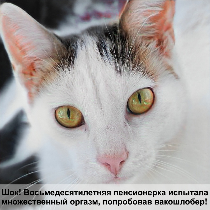 виды окрасов британских кошек