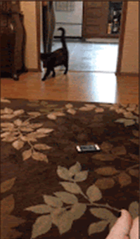 Funny-Cat-GIF-When-your-cat-steals-your-new-smartphone-because-she-heard-many-MEOOOW-from-it-th.gif