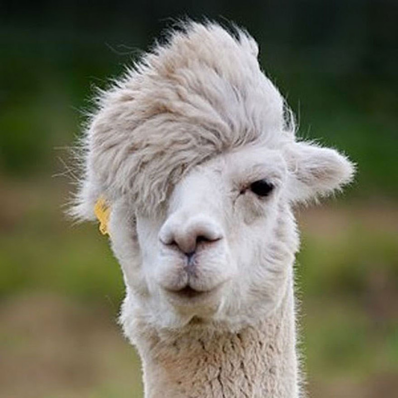 lama