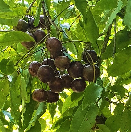 Burdekin plum b