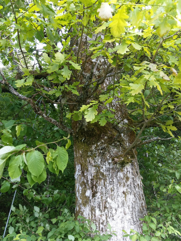 52E41ECB-BFDD-457F-8879-83D69F0BFB29