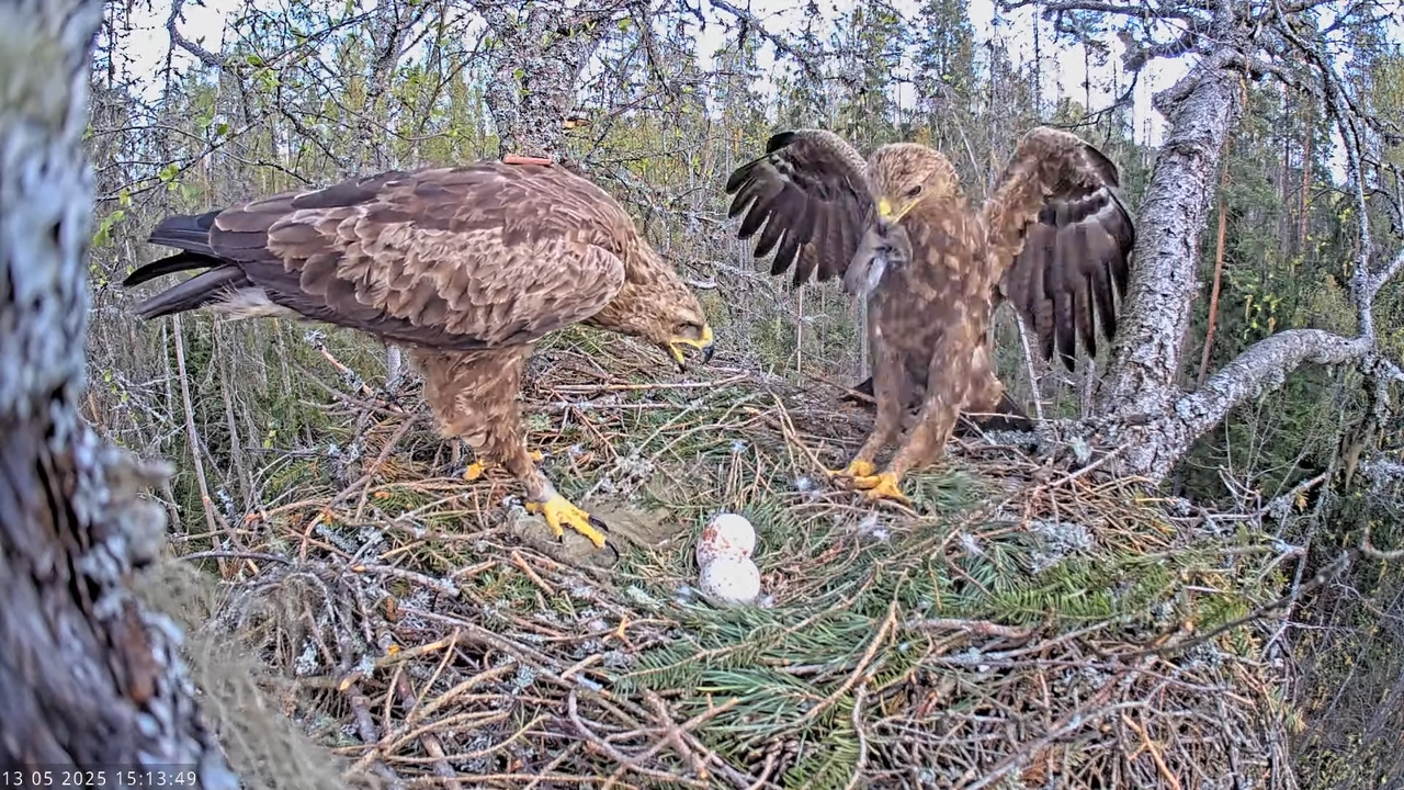 Väike-konnakotkas __ Clanga pomarina __ Lesser Spotted Eagle 17-42-49 screenshot