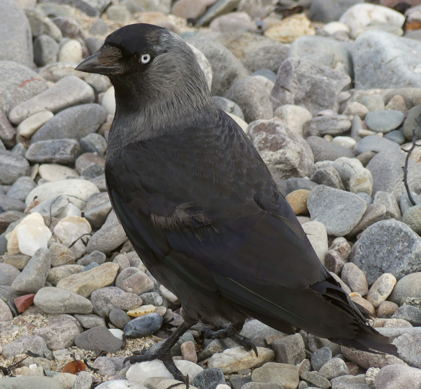 JACKDAW 5 070724