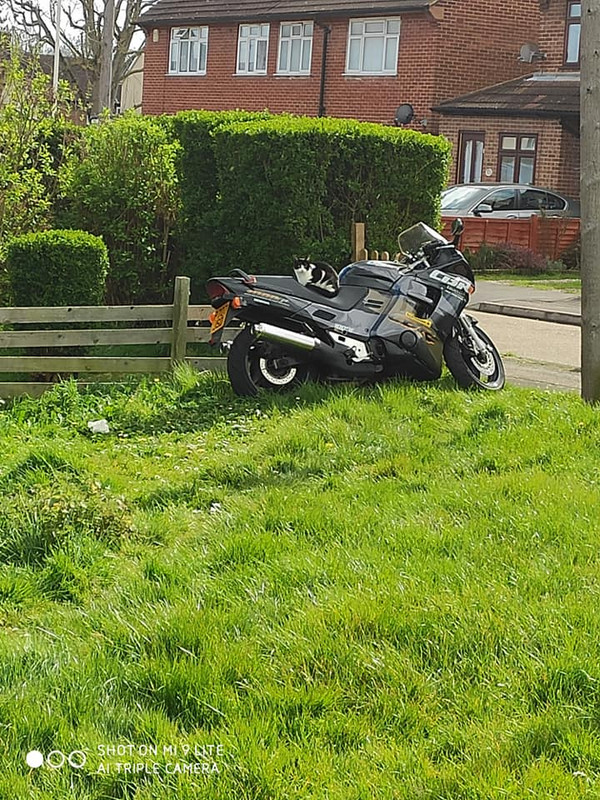 Cat on the bike