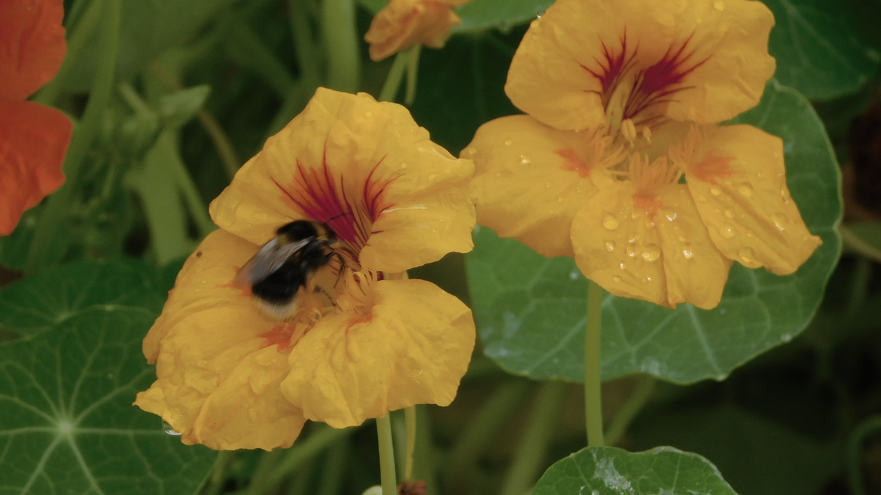 Август дачный кукольный 2023 394