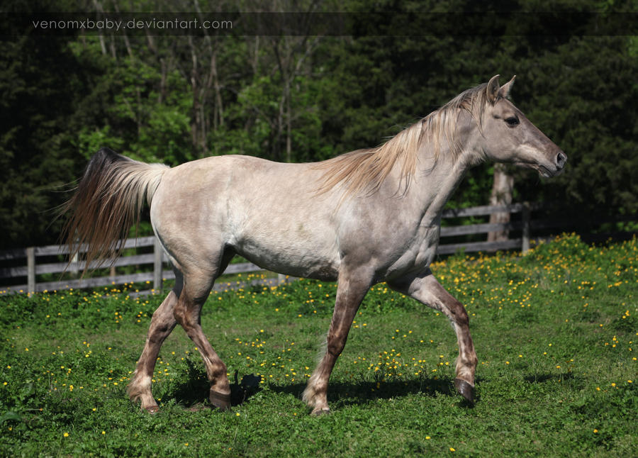 silver-grulla-mare-1-by-venomxbaby-d4wvfvi-fullview.jpg