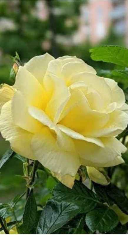 IMG_٢٠٢١٠٦٠١_٠١٢٠٣١