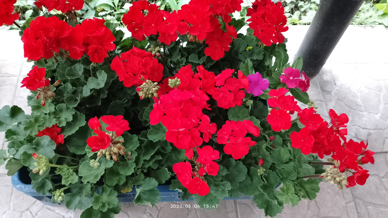 muskátlik-vinka-2023.05.06