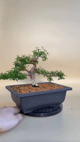 5fc226be-d2d6-419c-bfb0-6a9b80e16a92.gif