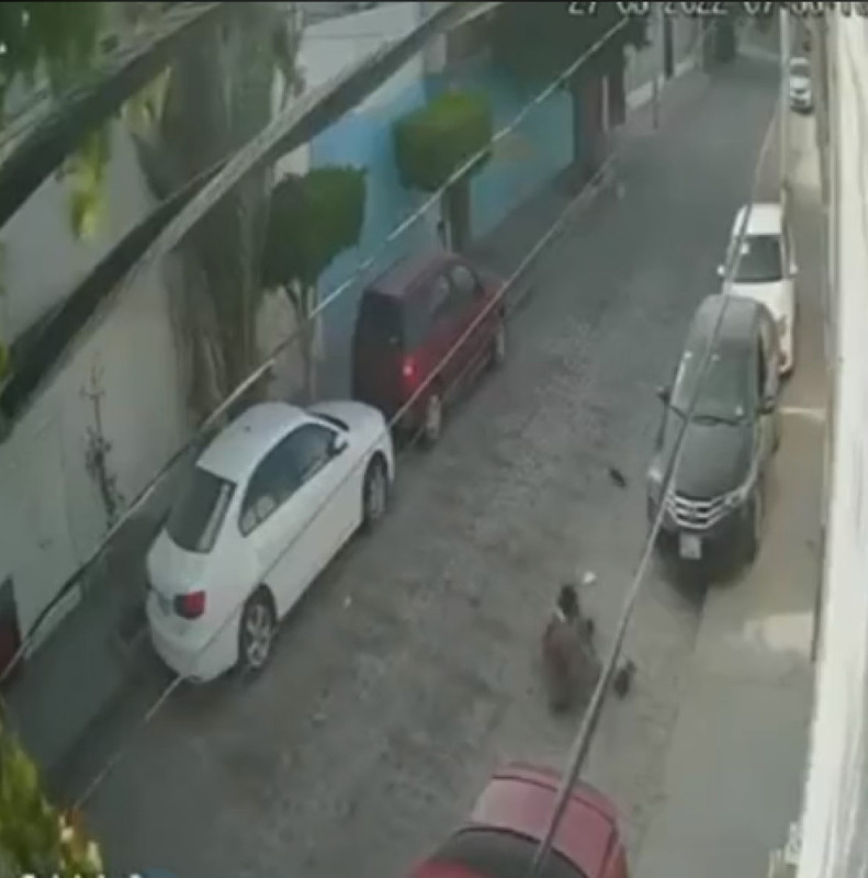 Víctima de robo atropella a su asaltante, las imágenes impactan y se viralizan