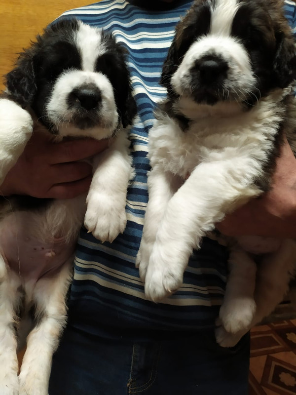 Багратион, Берендей