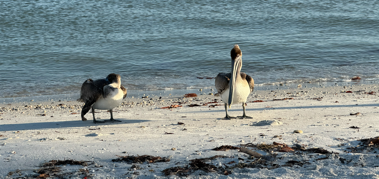 [Image: Sanibel-Bridge7-Pelicans.png]