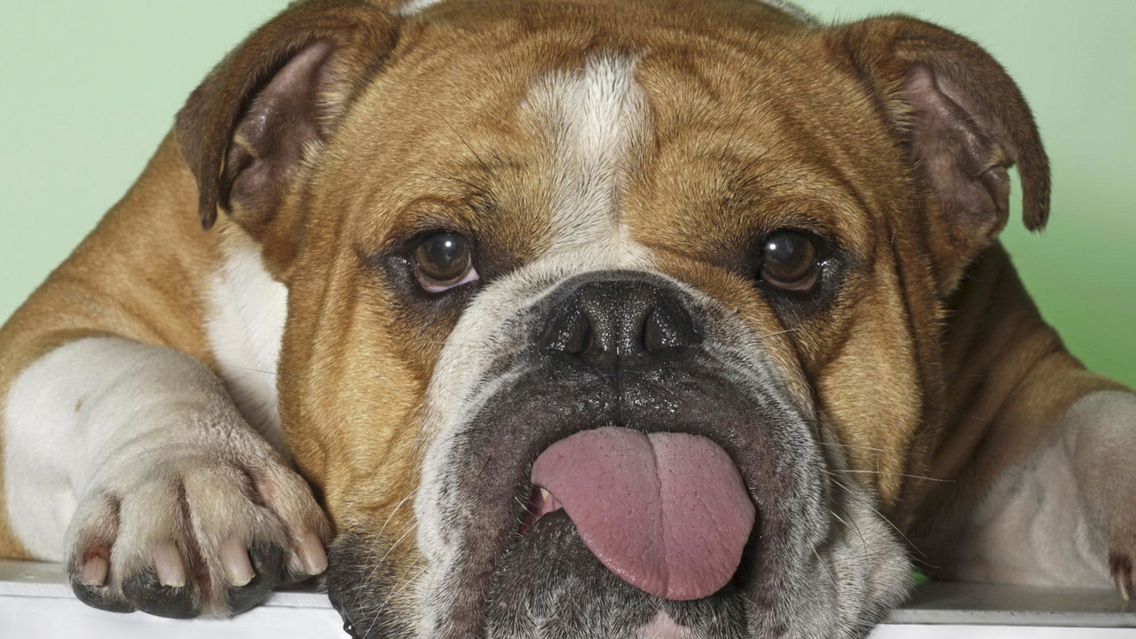English-bulldog-1.jpg