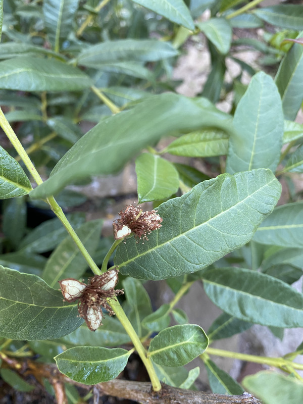 20434A6A-238A-4619-BABF-698847D1E2A7