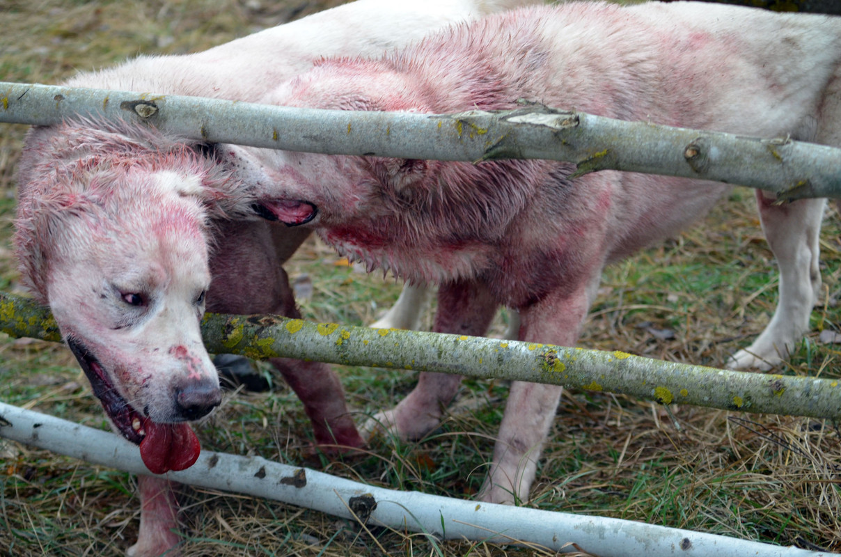 Самурыч-Уран 3     (9)