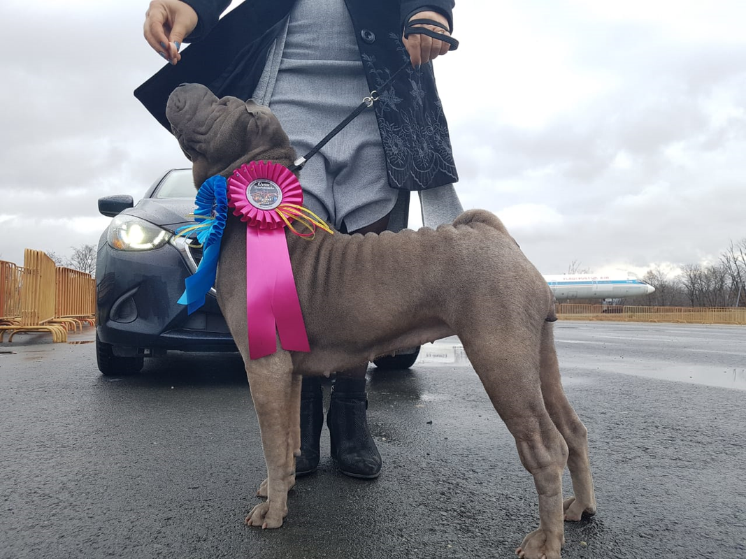 С.О. Трояна Небесна Даниэль ЛЮ ЛПП