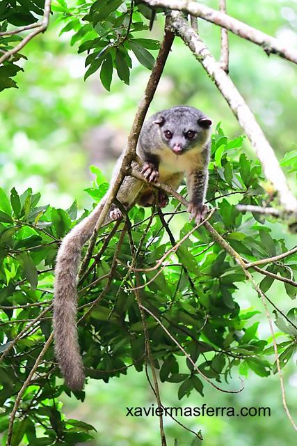 Tortuguero-Arenal-Monteverde - Costa Rica con niños. Julio-Agosto 2018 (5)