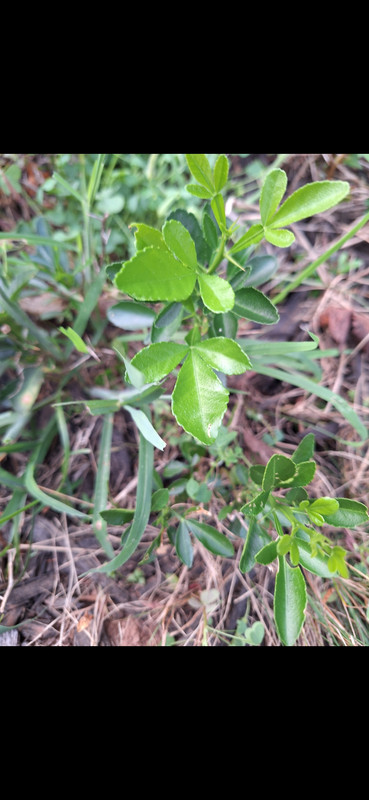 leaves 2