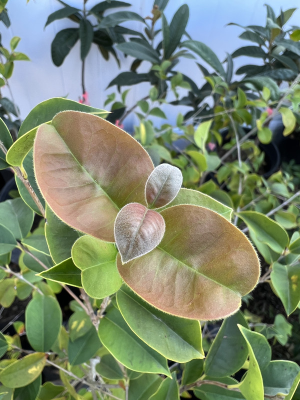 82D32578-8728-4B11-9467-13DC28E3EF35