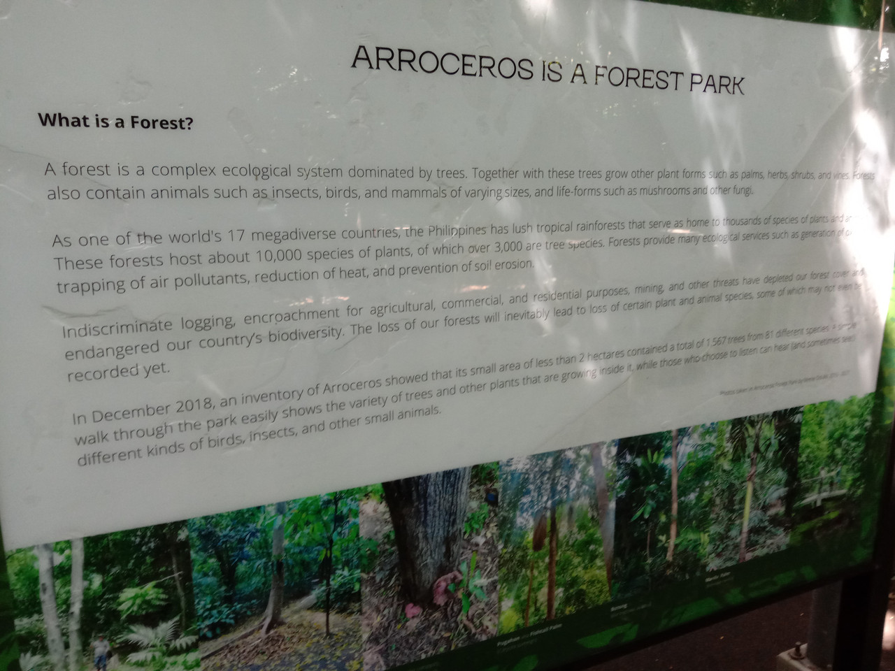 Arroceros Forest Park Manila Bagras20260715 142142