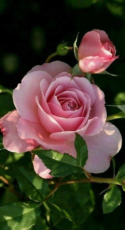 0B515BC0-9E55-4F46-ACBF-60FFB17F9E95